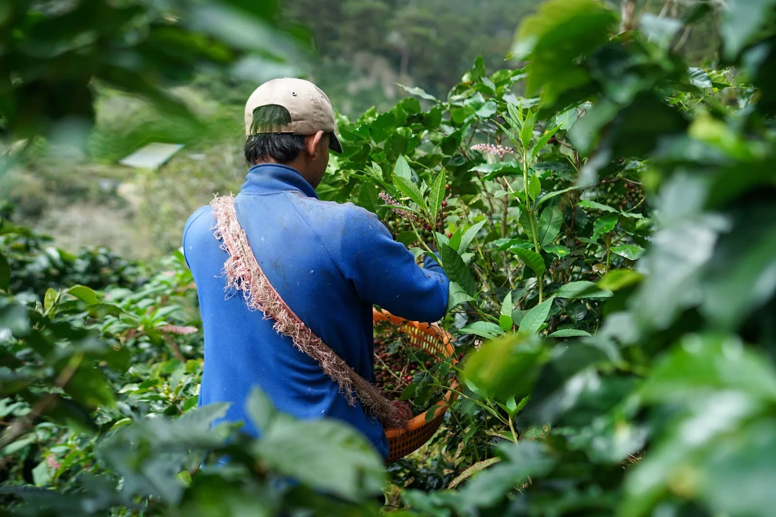 Nông dân Aura Coffee